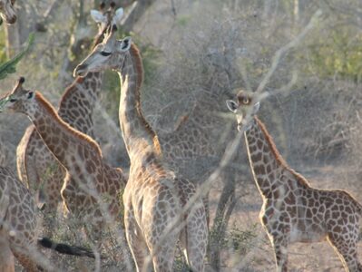 1605877223_0!!-!!Parque-Nacional-da-Kissama-2